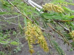 Prosopis glandulosa