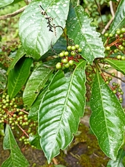 Ardisia compressa
