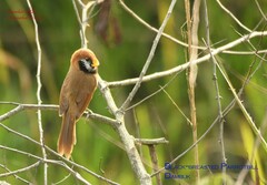 Paradoxornis flavirostris