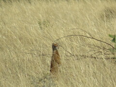 Cynictis penicillata