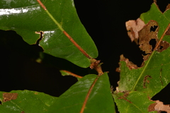 Sloanea australis