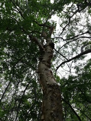 Burseraceae