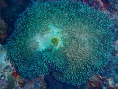 Heteractis magnifica