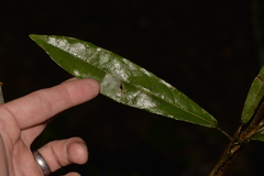 Carronia multisepalea