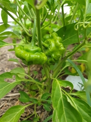 Capsicum annuum