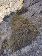 Macrochloa tenacissima