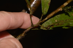 Carronia multisepalea