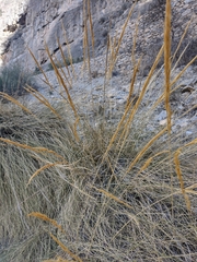 Macrochloa tenacissima