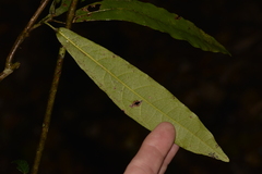 Carronia multisepalea