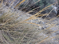 Macrochloa tenacissima