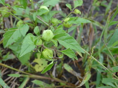 Physalis solanacea