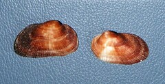 Barbatia barbata