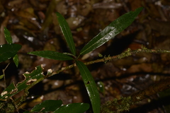 Carronia multisepalea