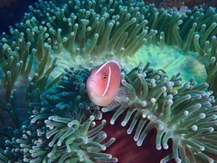 Amphiprion perideraion