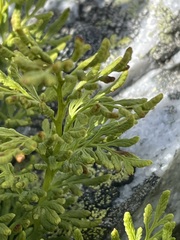 Cryptogramma crispa