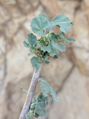 Malva subovata