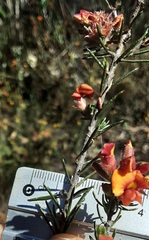 Dillwynia sericea