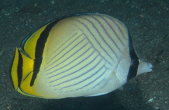 Chaetodon vagabundus