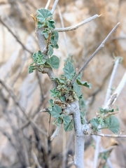 Malva subovata
