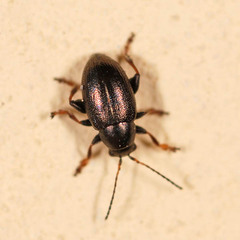 Chaetocnema aridula