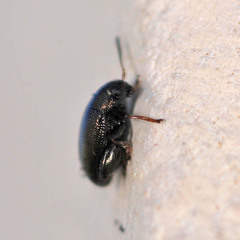Chaetocnema concinna
