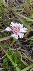 Scabiosa