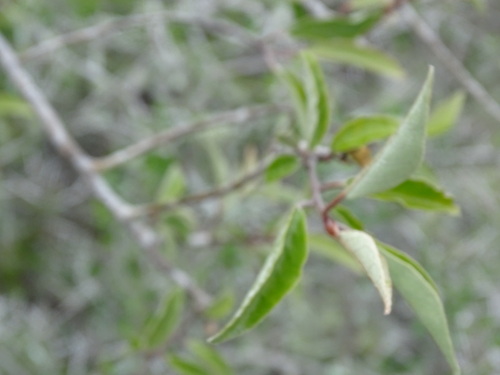 Image of Quadrella incana by (c) Alexis López Hernández, some rights reserved (CC BY)