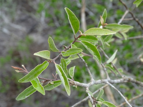 Image of Quadrella incana by (c) Alexis López Hernández, some rights reserved (CC BY)