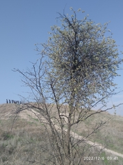 Plicosepalus acaciae