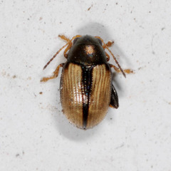 Chaetocnema conducta