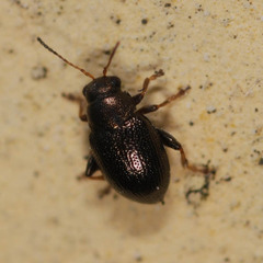 Chaetocnema hortensis