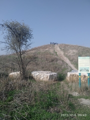 Plicosepalus acaciae