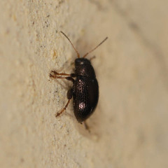 Chaetocnema hortensis
