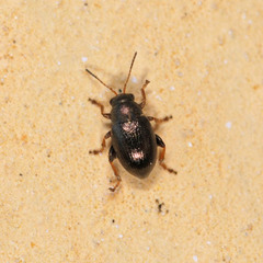 Chaetocnema hortensis
