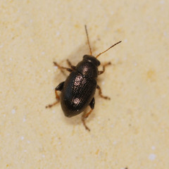 Chaetocnema hortensis