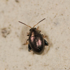 Chaetocnema tibialis