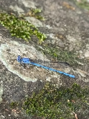 Argia anceps