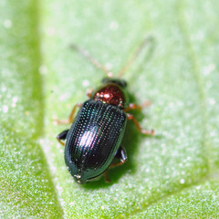 Crepidodera aurata