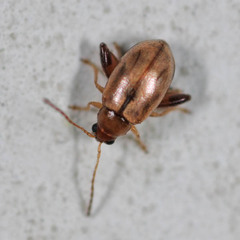 Longitarsus nasturtii