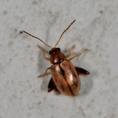 Longitarsus nasturtii