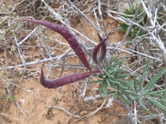 Pachypodium succulentum