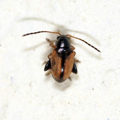 Longitarsus nasturtii