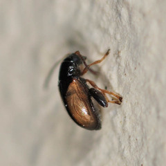 Longitarsus nasturtii