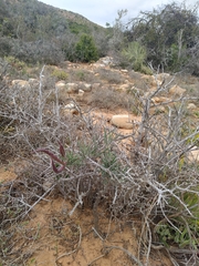 Pachypodium succulentum