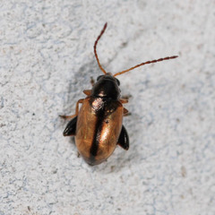 Longitarsus nasturtii