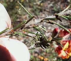 Dillwynia sericea