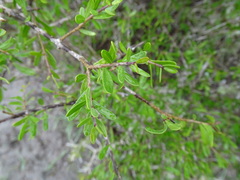 Forestiera angustifolia
