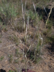 Stipagrostis ciliata