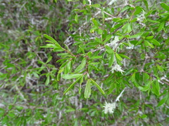 Forestiera angustifolia