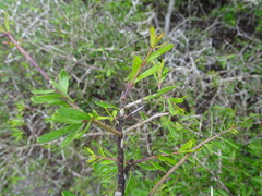 Forestiera angustifolia